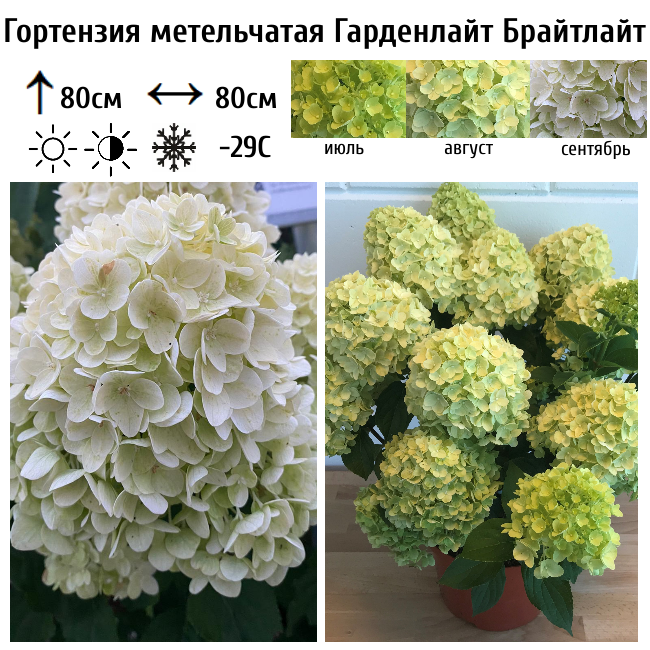Гортензия метельчатая "Гарденлайт Брайтлайт"