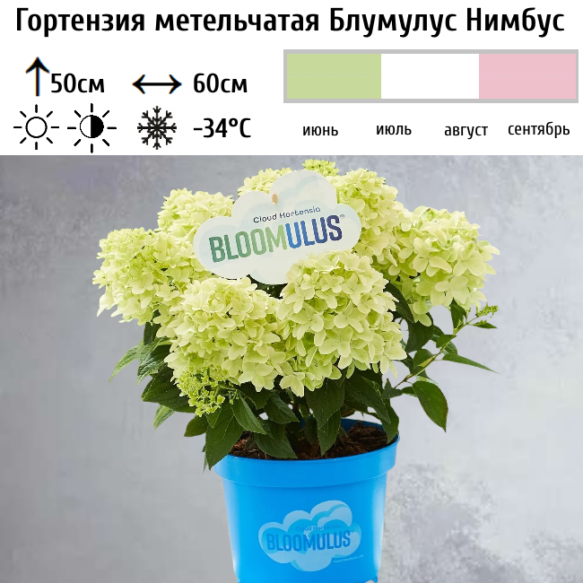 Гортензия метельчатая "Блумулус Нимбус"