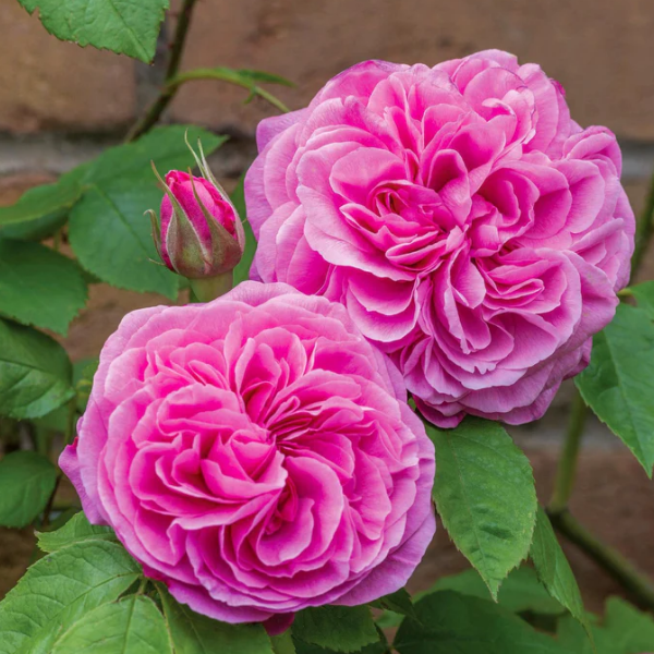 Роза флорибунда D.Austin "Gertrude Jekyll"