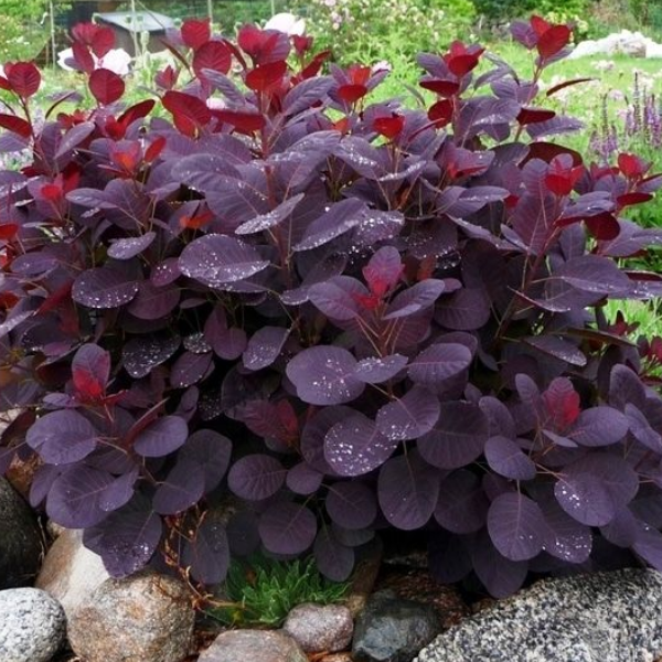 Основное изображение товара