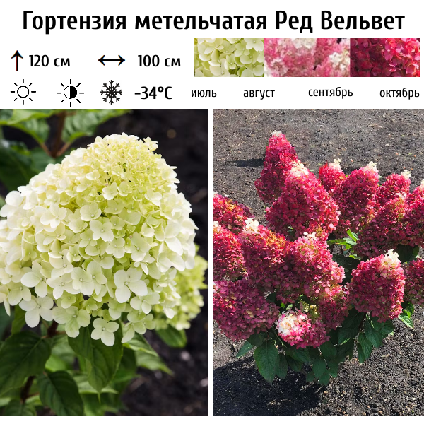 Гортензия метельчатая "Ред Вельвет"