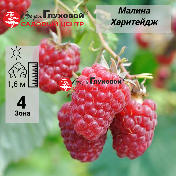 Малина "Харитейдж"