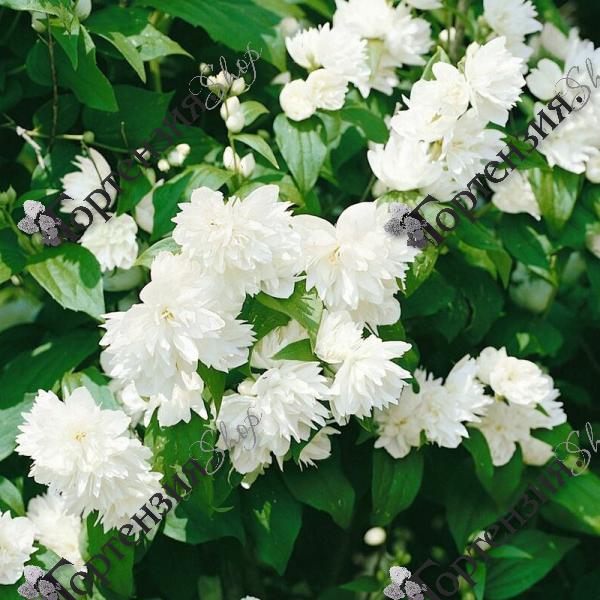 Чубушник "Мон Блан"