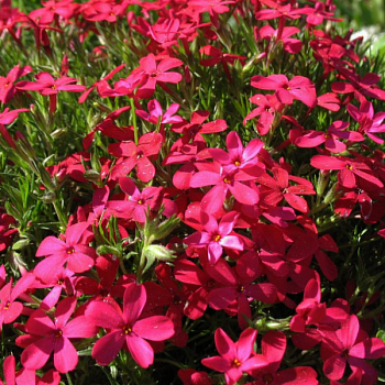 Флокс шиловидный "Атропурпуреа" 