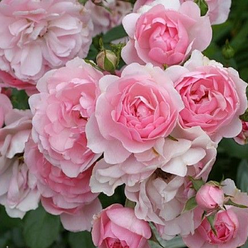 Роза полиантовая "Bonica" 