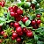 Плодовые деревья и кустарники