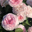 Роза флорибунда D.Austin 