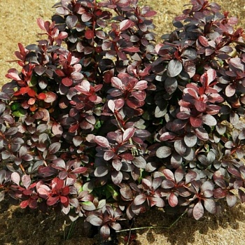 Барбарис Тунберга "Дартс Ред Леди" 