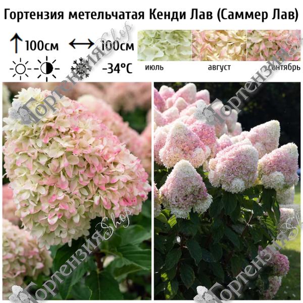 Гортензия метельчатая "Кенди Лав=Саммер Лав"
