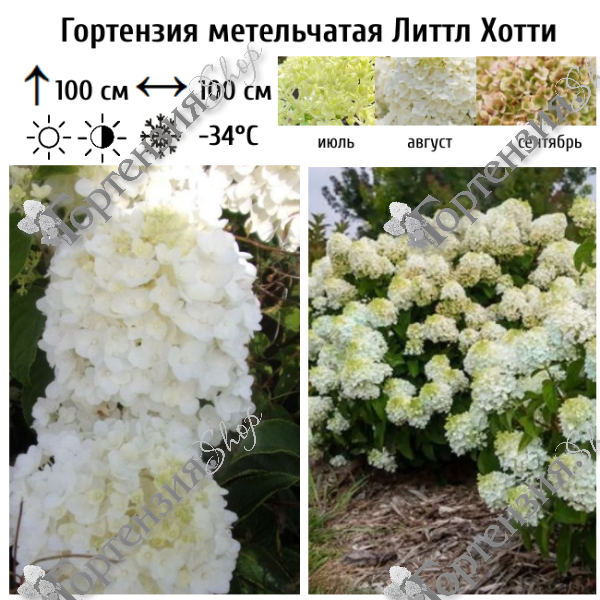 Гортензия метельчатая "Литтл Хотти"