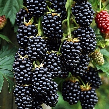 Ежевика "Торнфри" 