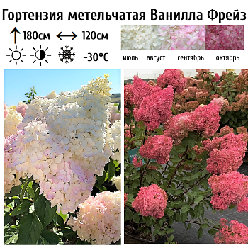 Гортензия метельчатая «Ванилла Фрейз» 