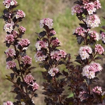 Пузыреплодник калинолистный "Спайси Девил" 