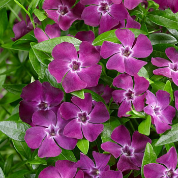 Барвинок малый "Атропурпурея" 