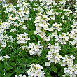 Арабис кавказский 