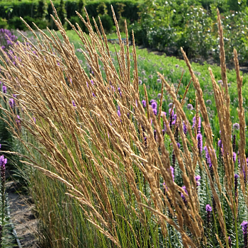 Вейник остроцветковый "Карл Форстер" 