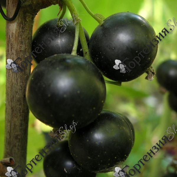 Смородина черная "Ядрёная"