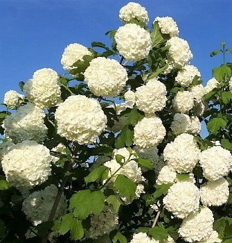 Калина обыкновенная "Розеум" 