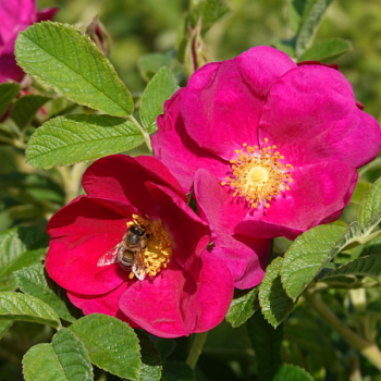 Роза Ругоза "Short Track" 