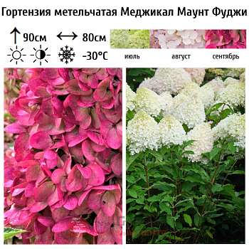 Гортензия метельчатая "Меджикал Маунт Фуджи" 